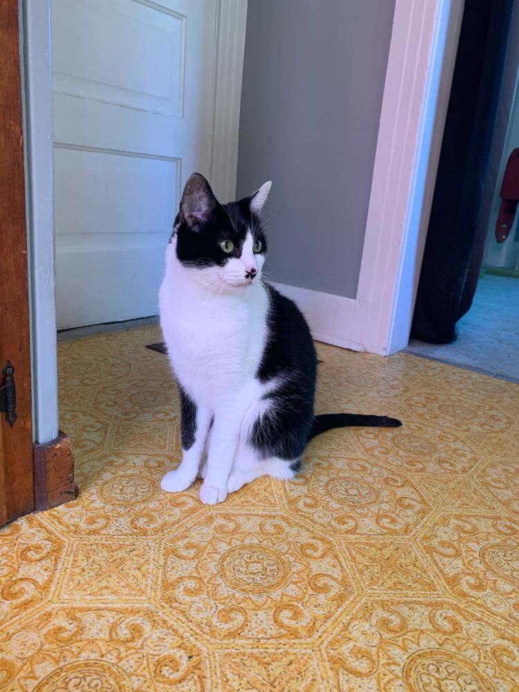 Simon is a black and white cat. He is sitting upright looking off to the side. 