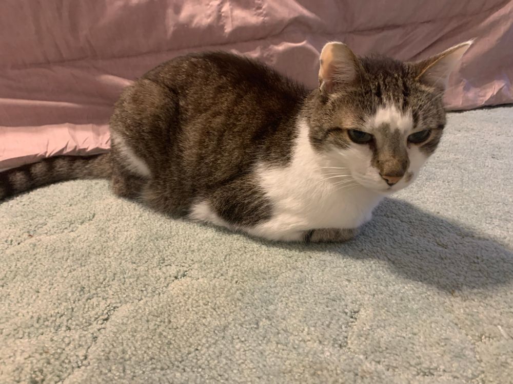 Jude is a tabby cat with white. He has baked a loaf on the carpet. The pink comforter is behind him in the background. 