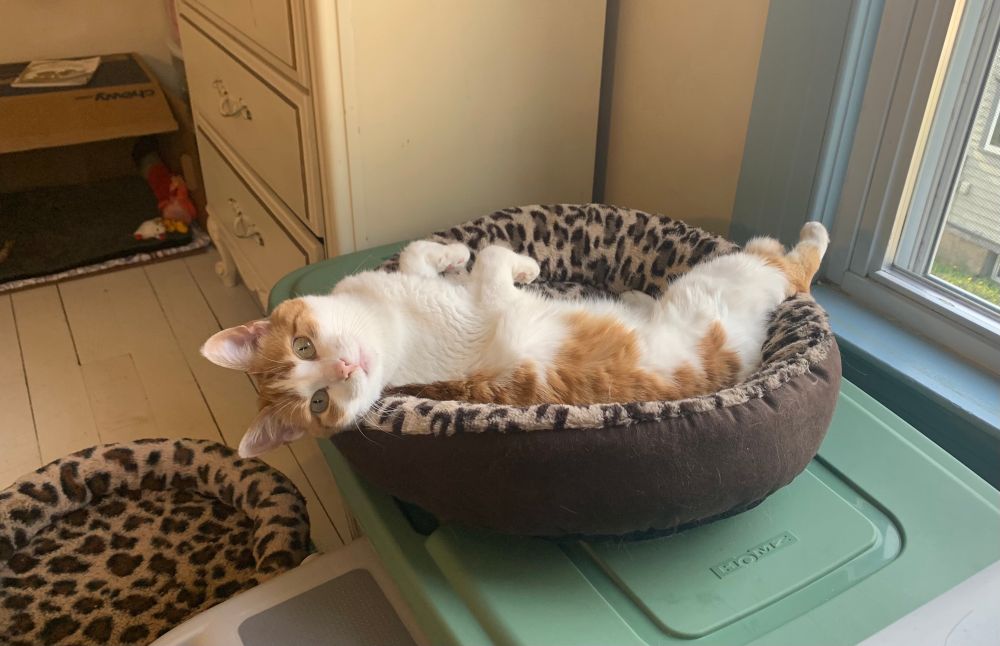 Jolene is an orange and white cat. She is on her back in a round leopard print cat bed. She is doing bunny paws and looking back at the camera. Her legs are hanging out of the cat bed towards the window. 