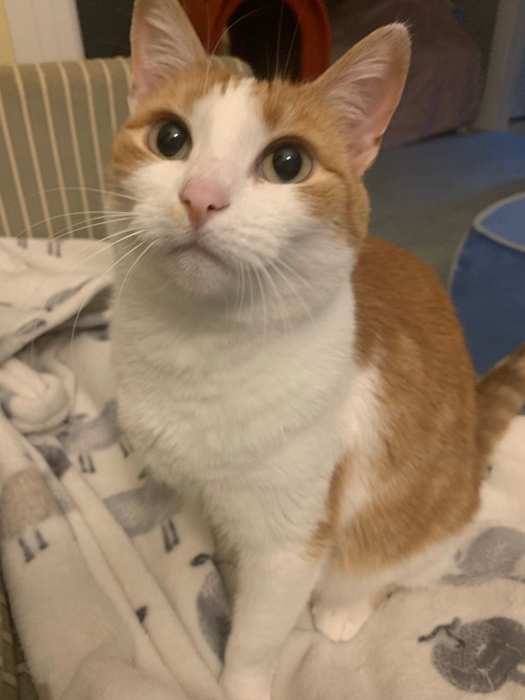 Jolene is an orange and white cat. She is sitting upright on a white blanket with sheep on it. She is looking up and you can see her whiskers. 