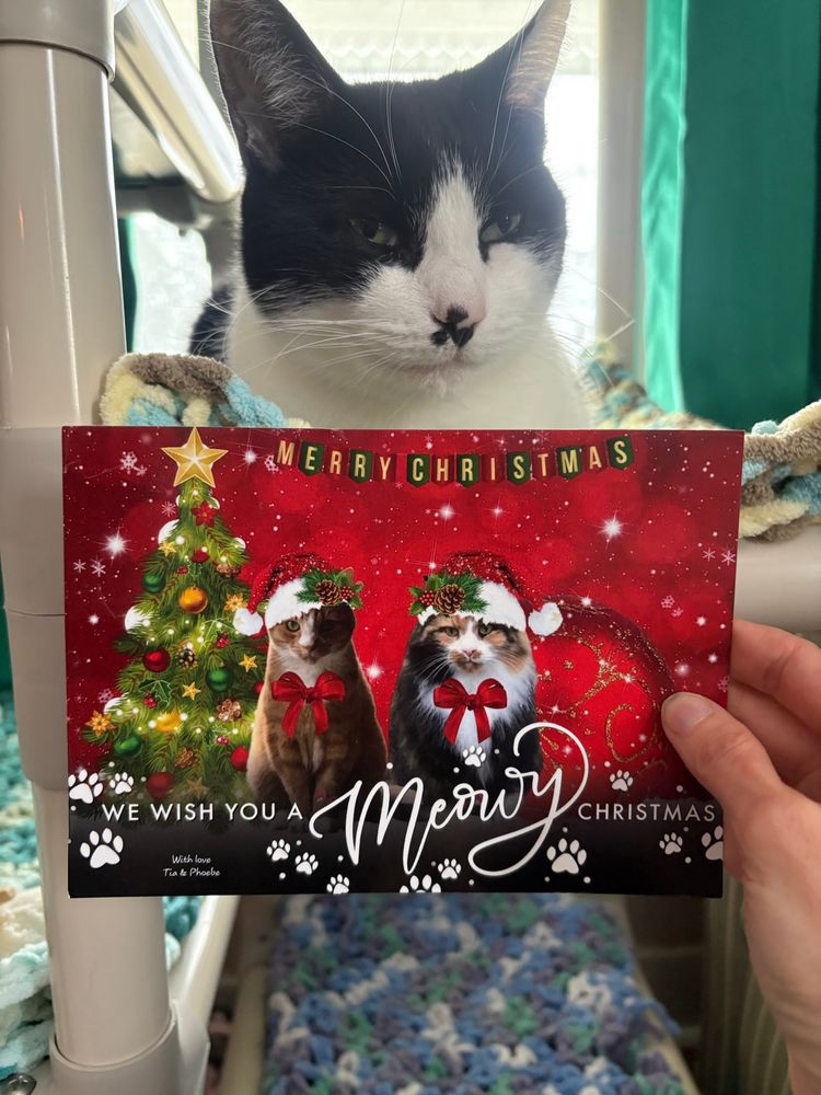 Simon is a black and white cat. He is loafing on the cat tree. There is a Christmas card in front of him. The next photo is a close up of the card with that text. 