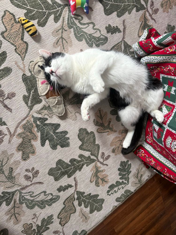 Simon is a black and white cat. He is on his back mid roll. He is on a tan rug with green leaves in it. He is in front of the Christmas tree. You can see part of the tree skirt. His head is on a cat toy he is playing with. 