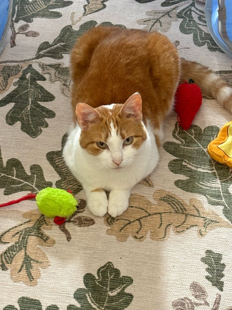 Jolene is an orange and white cat. She has baked a loaf on a tan rug with green leaves printed on it. There is a green mouse toy to her left and a red pepper toy to her right. She is looking up at the camera with a not pleased look on her face. 