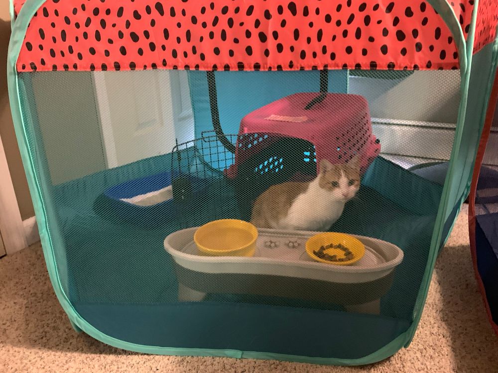 Jolene is an orange and white cat. She is in a playpen with her pink cat carrier, a cat pan and a feeding station 
