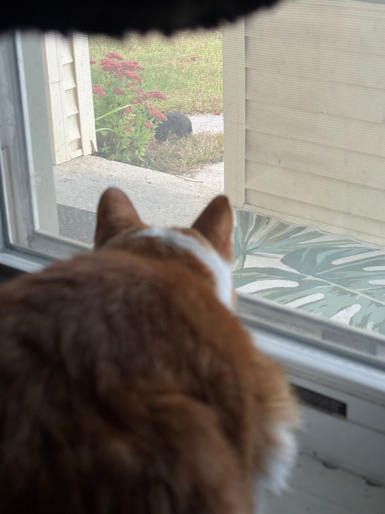 Jolene is an orange and white cat. She is crouched in front of the window looking out intently. There is an all black bunny out by the walkway eating some grass or maybe part of that mum type plant. 