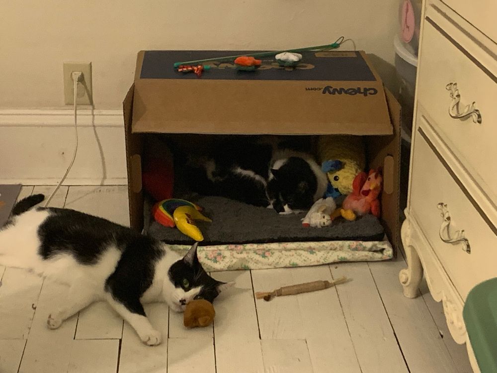 Two black and white cats are laying down sleeping. Simon is in the floor on the left with a toy. Flower is on the right inside her box on her warming mat surrounded by her toys. 