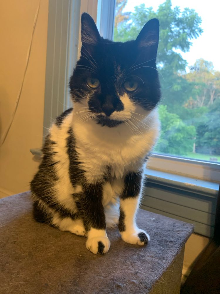 Flower is a black and white cat. She is sitting upright on a grey pet step in front of a window. Her back is toward the window. She is looking to the side of the camera. 