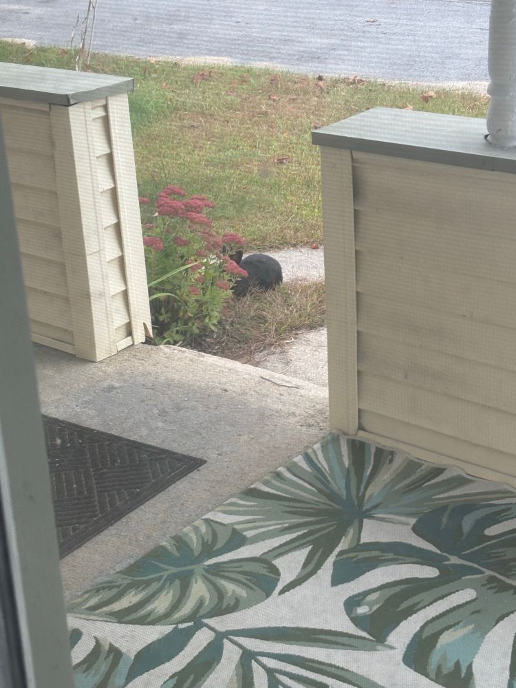 I zoomed in on the bunny without Jolene in the photo. There is an all black bunny out by the walkway near a mum type plant. 