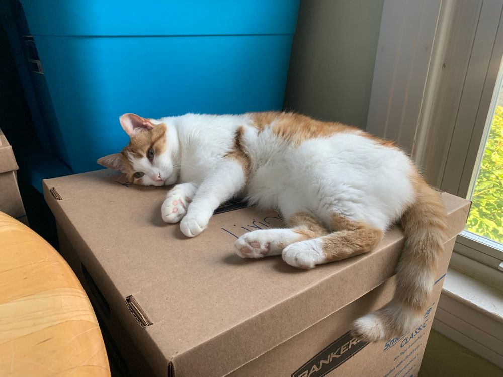 Jolene is an orange and white cat. She is laying on her side on top of a moving box. There is a blue storage bin and a window behind her. 