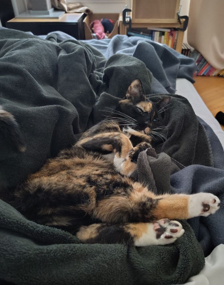 Kugel the calico cat is laying on her back on a green fleece blanket, looking away from the camera, with her paws curled upwards and feet to the side