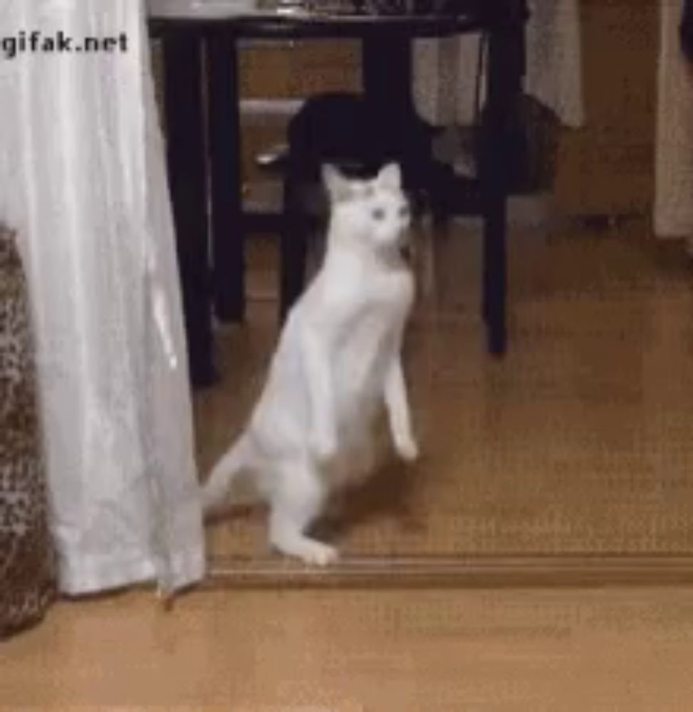 a white cat is standing on its hind legs in front of a doorway .