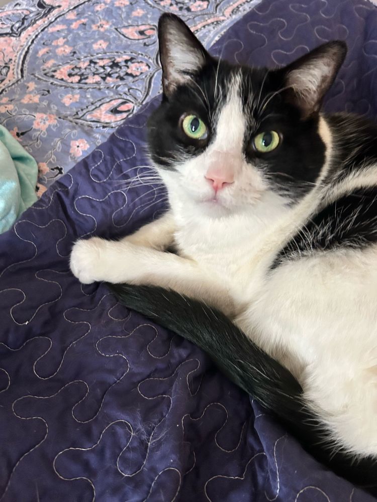 Black and white cat with green eyes 
