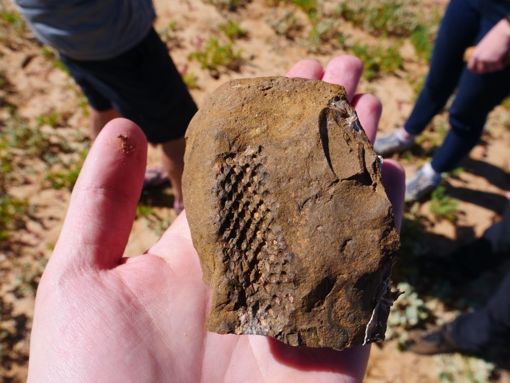 The fossilised imprint of a fern or maybe conifer seed in a piece of rock held in a persons hand.