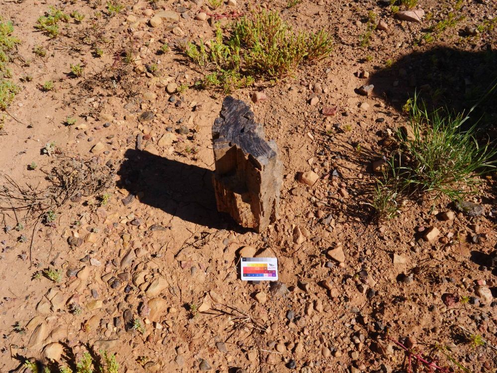 In the centre of the image is a large up right piece of petrified wood on a brown gravelly surface. Below it is a scale card measuring the chunk as about 12cm wide and ~30cm long.