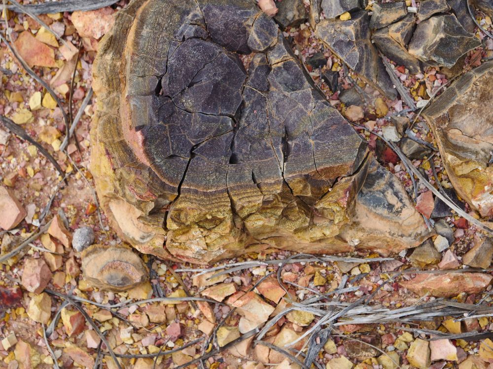 Petrified tree trunk coming out of the ground.