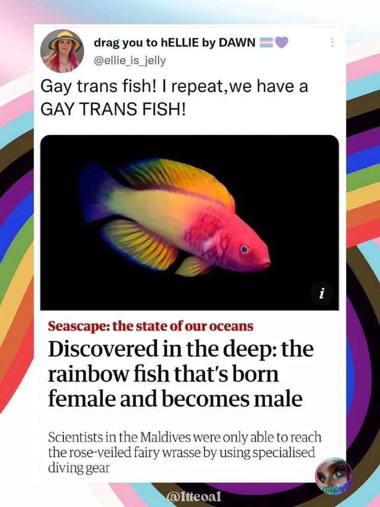 drag you to hELLIE by DAWN
@ellie_is_jelly
Gay trans fish! I repeat, we have a GAY TRANS FISH!
Seascape: the state of our oceans
Discovered in the deep: the rainbow fish that's born female and becomes male
Scientists in the Maldives were only able to reach the rose-veiled fairy wrasse by using specialised diving gear
@ltteoal