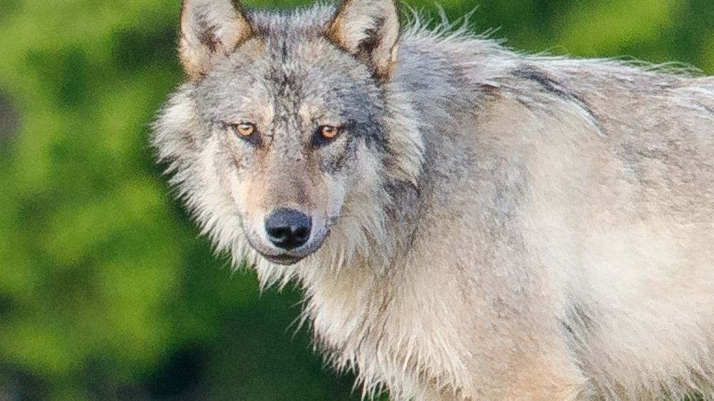 Unlike its interior cousins, gray wolves of Vancouver Island live with two paws in the ocean and two paws on land.