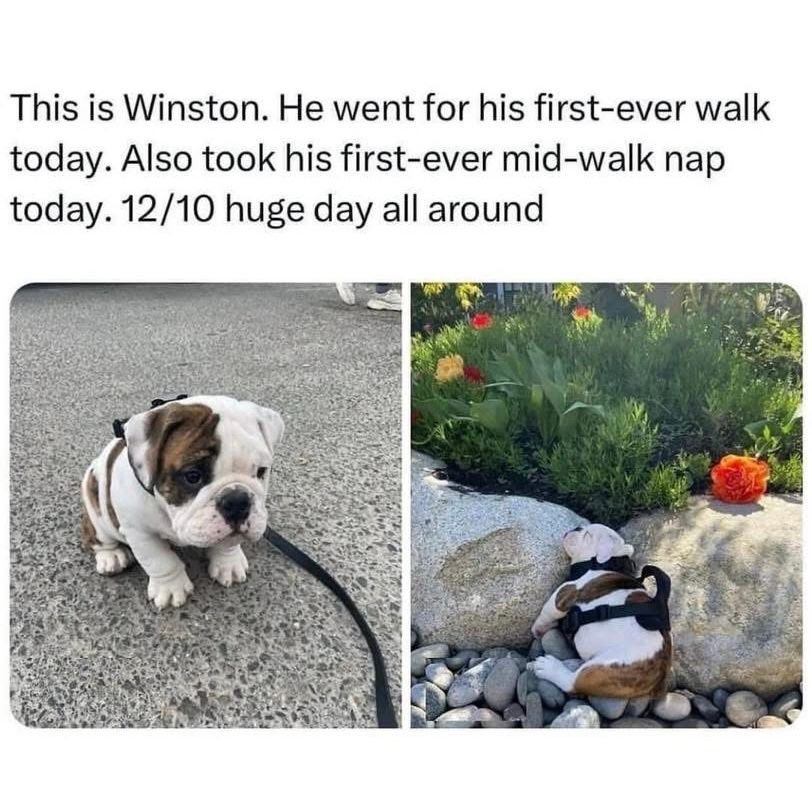 This is Winston. He went for his first-ever walk today. Also took his first-ever mid-walk nap today. huge day all around