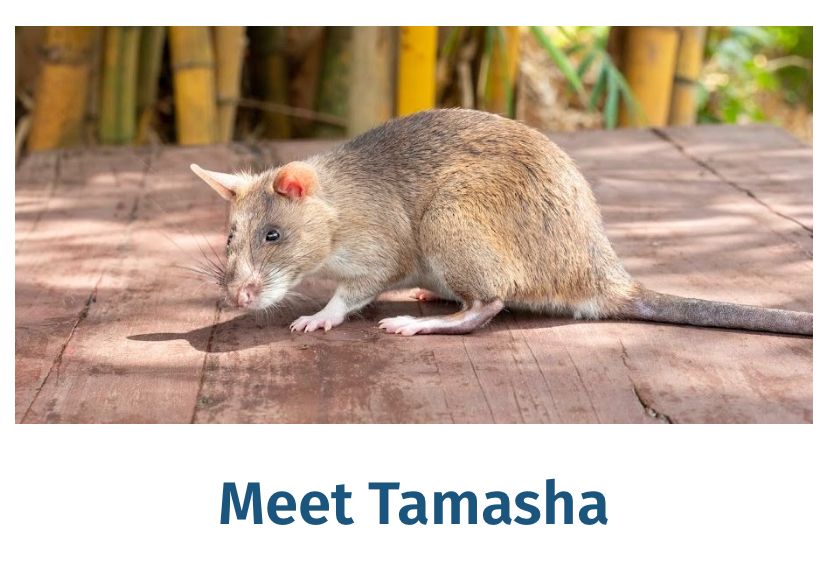 A picture of Tamasha, a large cute rat that is trained to sniff out tuberculosis infections in Tanzania