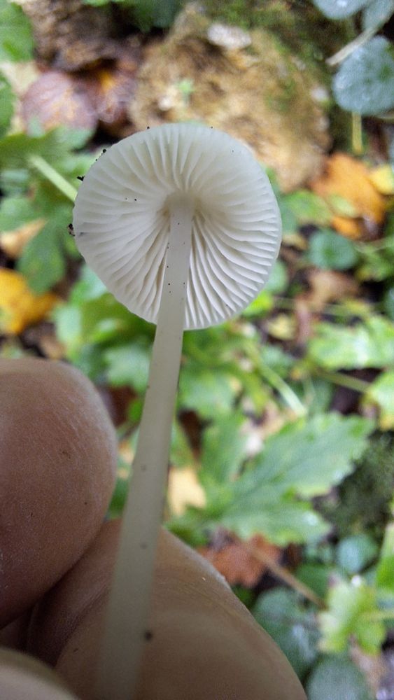 A small pale white mushroom from below, showing the delicate fluted gills.
