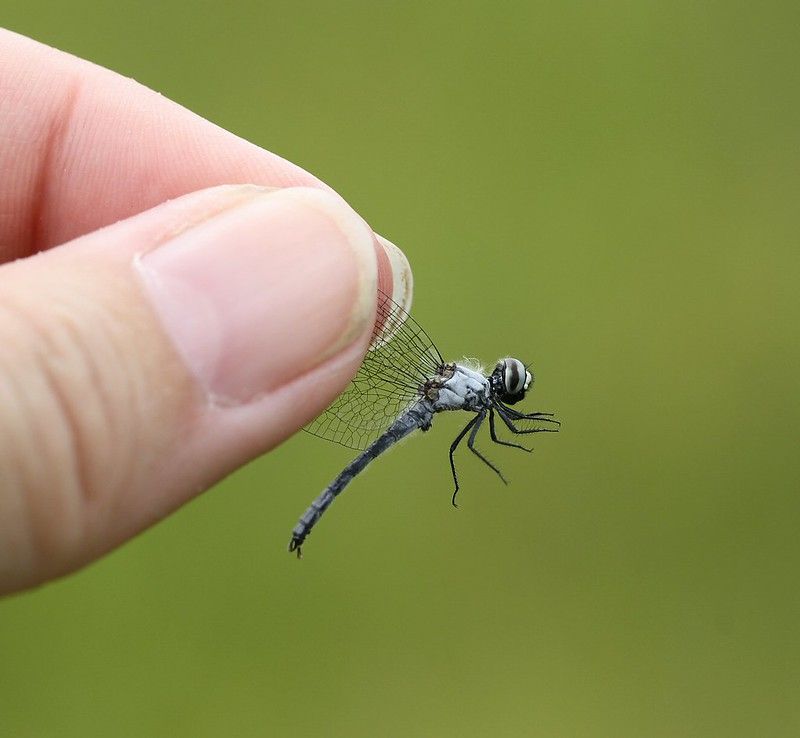 A very tiny (less than 2-inch) blue-gray dragonfly being held by the wingtips to show how small it is -- not much bigger than the thumbnail holding it. It was released unharmed.