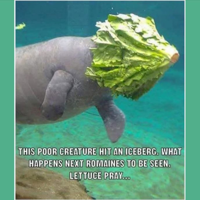 Comment image