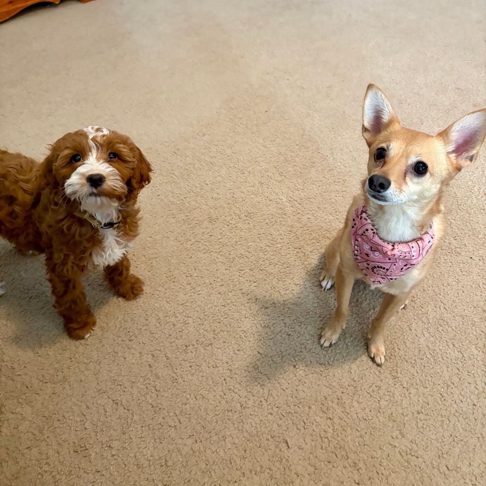 Two dogs photographed. One on the left is a brown mini goldendoodle with white on the face and chest area. The one on the right is a brown chihuahua mix with a fox like look. 
