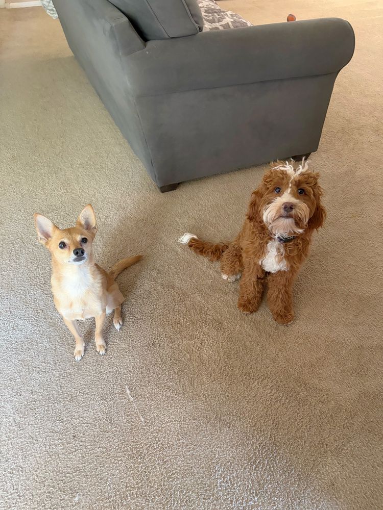Two dogs sitting. One smaller chihuahua mix on the left that is light brown color. On the right is a mini golden doodle reddish brown and white throughout 