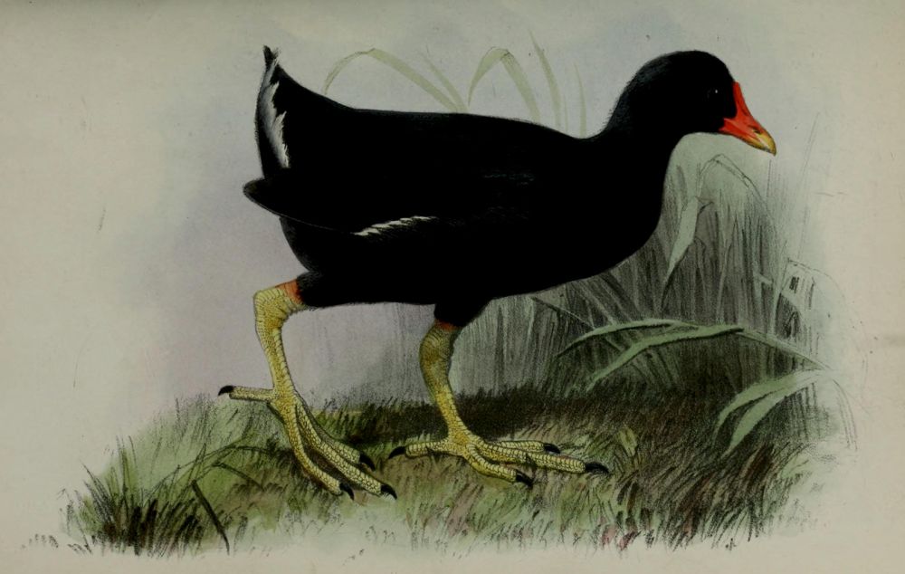 A black chicken-like bird drawn from an 1880s manuscript.