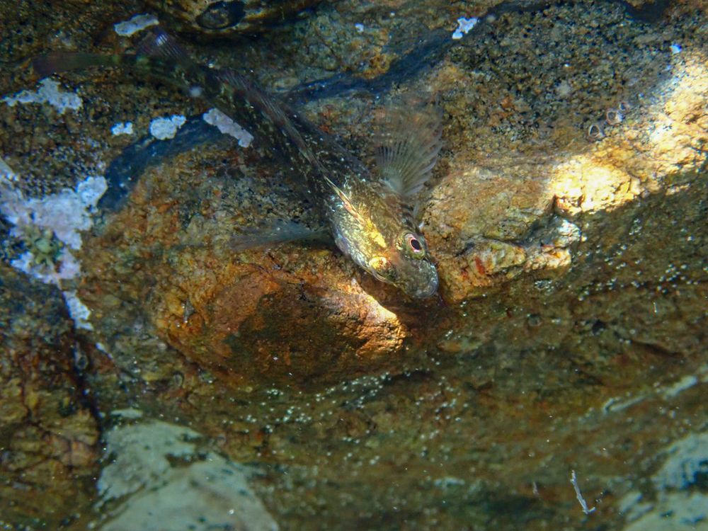 Another triplefin, looking worried.