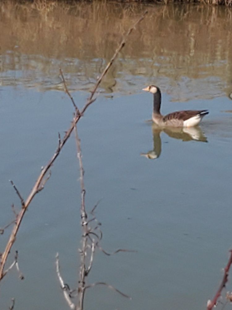 A goose (who may be a descendant of a Canadian and Domestic  goose) on a pond