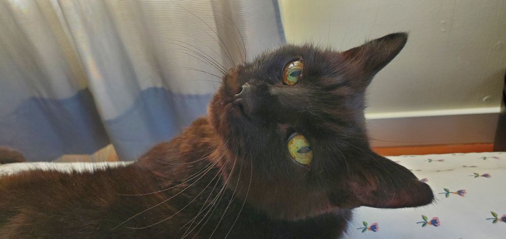 The Void looks back over her left shoulder as she lays on floral sheets. Her chin and chest is just barely auburn in the light and her right eye's green iris is ringed with brown and amber.