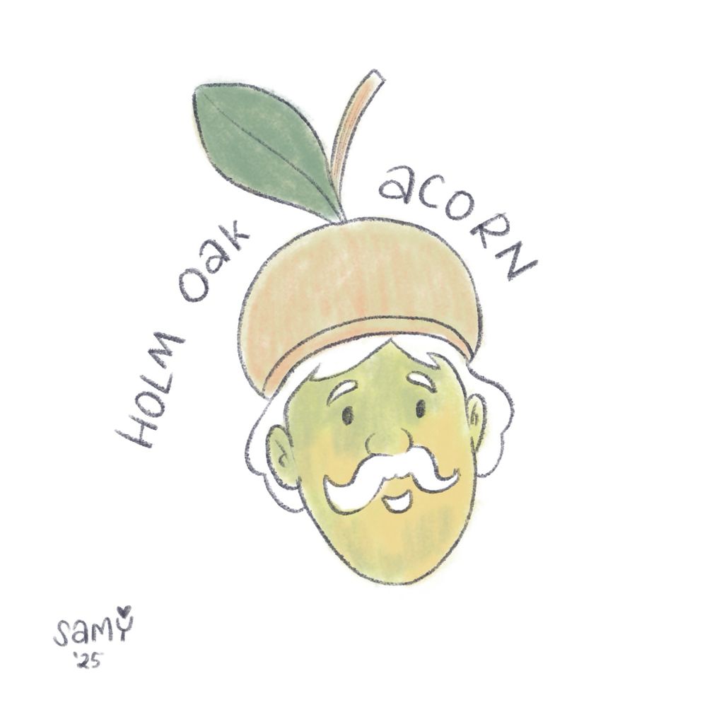 A holm oak acorn illustrated as an old man’s face with white hair and mustache