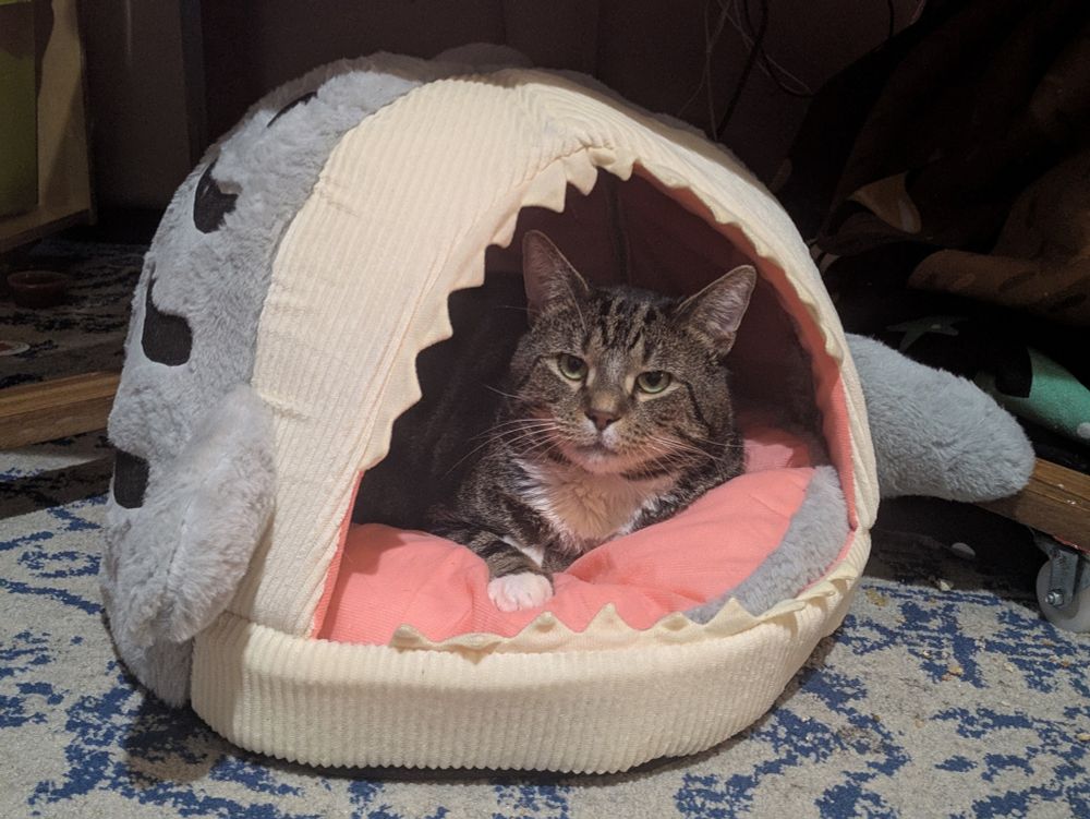 A photo of a cat inside an igloo style cat bed that looks like a shark with the opening it's big open mouth.