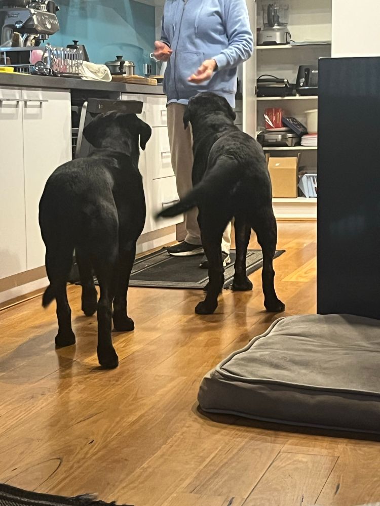 Our 2 black Labradors waiting for a quick snack before tea