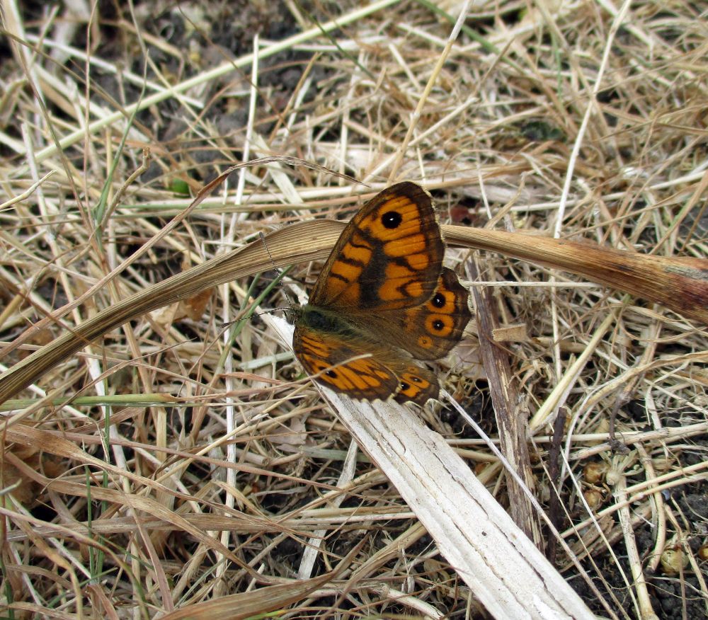 A brown/orange patterned butterfly sitting among dry grass.