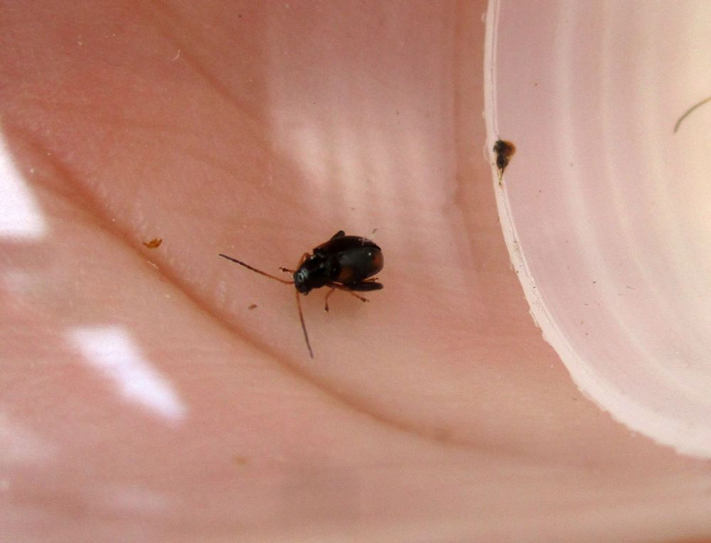 Close up of a tiny beetle (3mm long?) inside a glass tube being held in a human hand. The beetle has large hind femora for jumping, and otherwise is black and shiny, with long antennae, and four orange-red spots on its elytra.