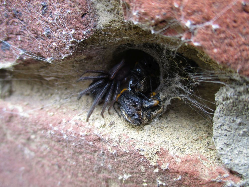 A hole in brickwork/mortar with spider webbing forming a tunnel, in which a large dark coloured spider sits among at least 2 dead Sitaris muralis beetles.