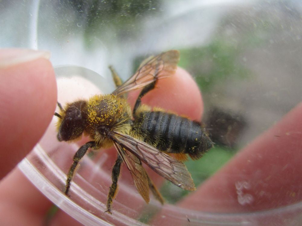 A fairly large bee in a petri dish, with a black and fairly unhairy abdomen upper side, but you can just about see the underside has thick, stiff orange hair (black at the tip) for pollen carrying. Her thorax is hairy light brown and has lots of yellow pollen on. (Megachile willughbiella)