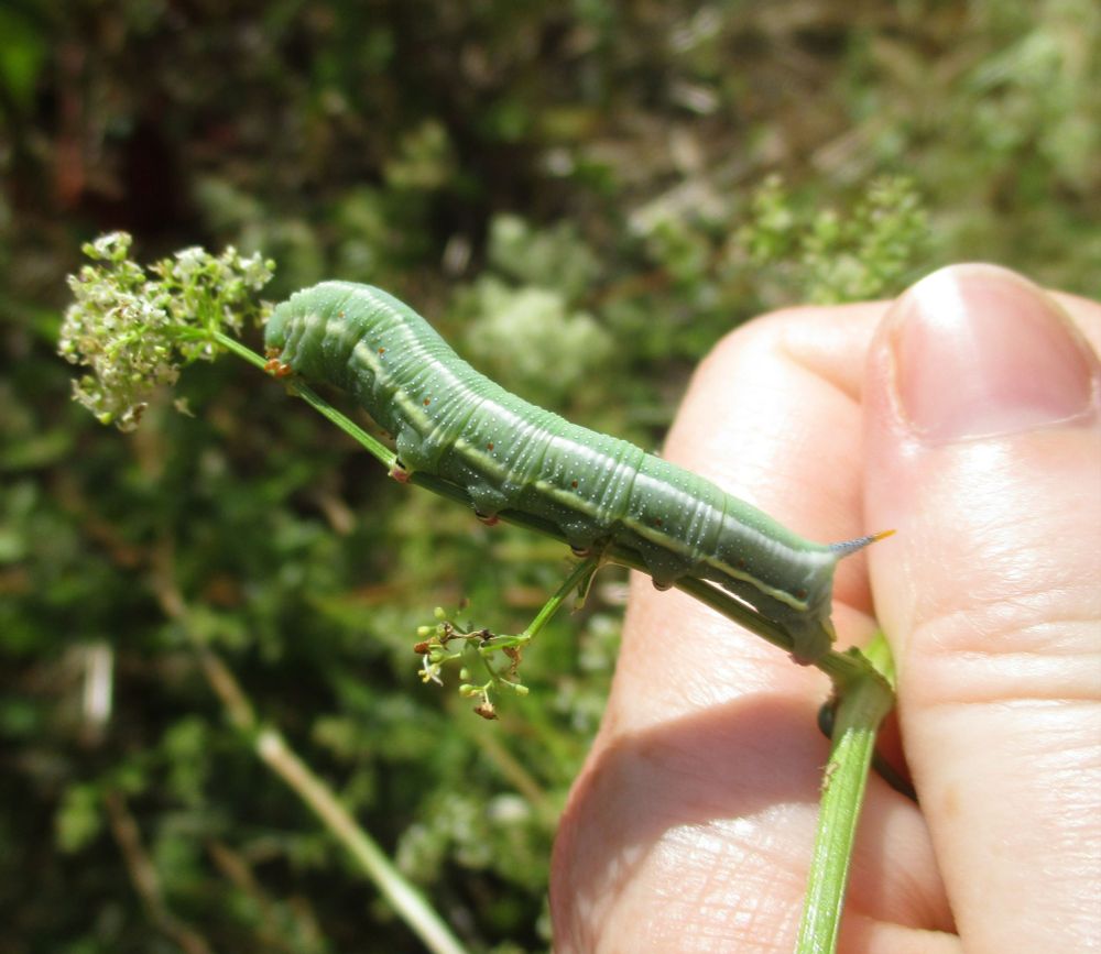 A fairly plump green caterpillar with a white stripe all down its side, and a tail-horn (what is it called?) that is blue with an orangey-yellow tip. Sitting on hedge bedstraw (tiny white flowers).