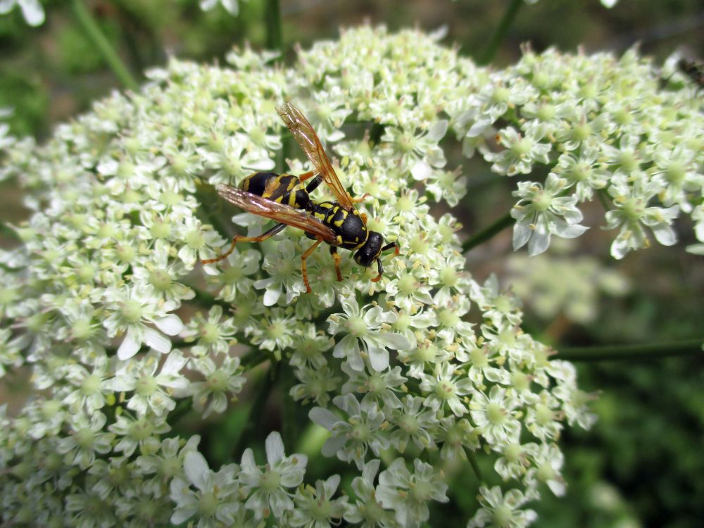 The white frothy "platform" of flowers from an Apiaceae plant, on which a medium-sized wasp is sitting. The wasp is black and yellow striped, but a bit more gracile and leggy than a "normal" Vespula. This individual has a partly-crushed abdomen, with T1 and T2 both distorted badly, and the insides partly visible at the T3 join.
