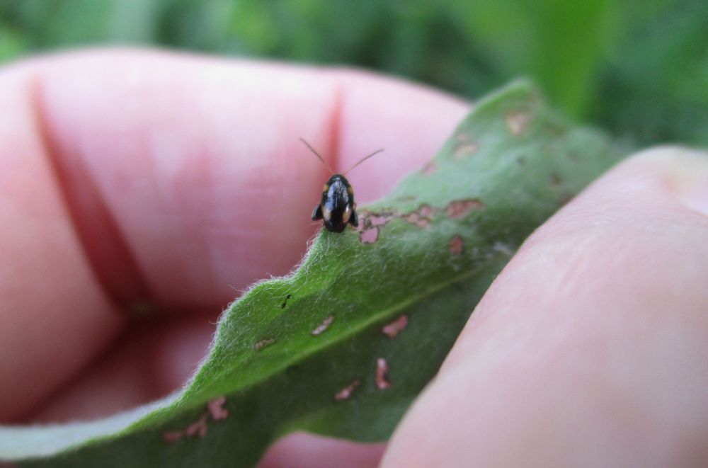 A green, hairy and long leaf, pinched between fingers, on which a small 3mm long beetle is perched precariously. The beetle is black and shiny, has large femora for jumping, and four orange splotches on its elytra. The leaf has many brown-edged, irregular holes from herbivore (beetle!) feeding damage.