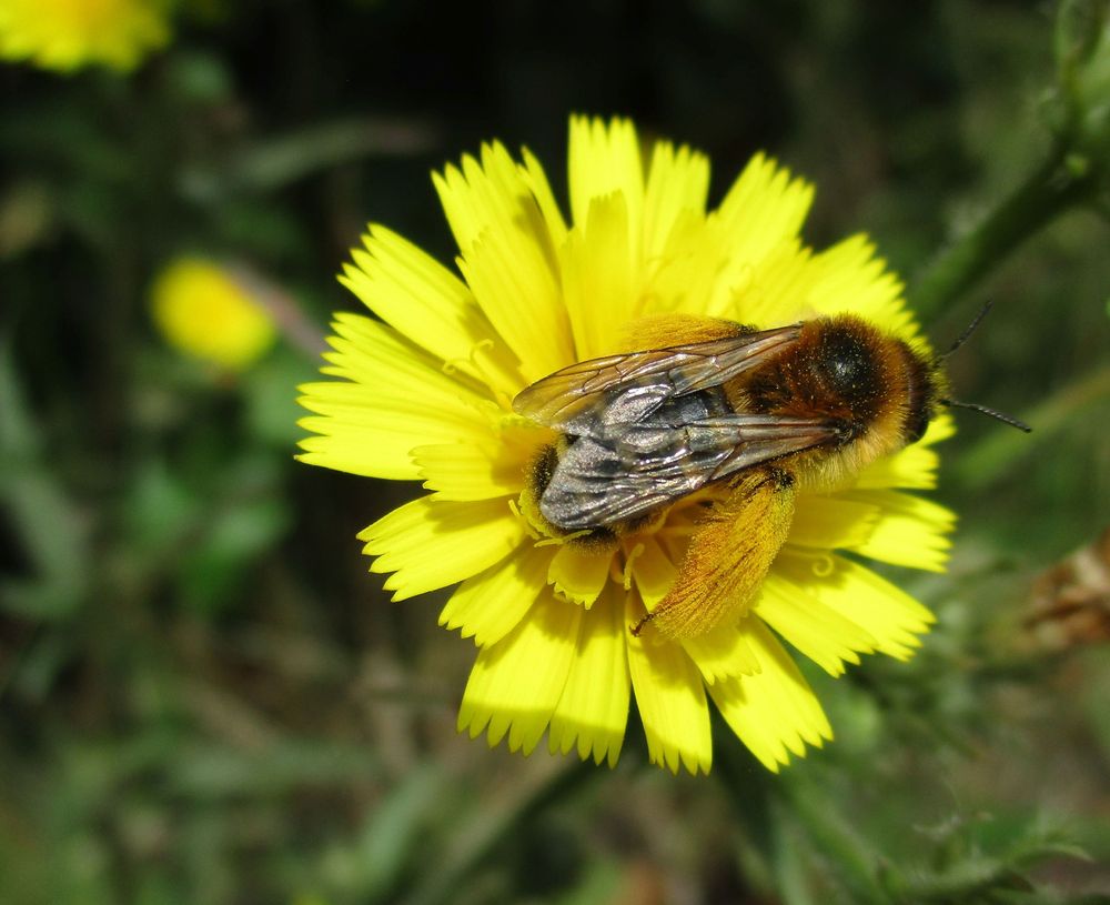 A large bee on a yellow Asteraceae type flower. She has brown-golden hair on her thorax and her hind legs are covered in spectacular yellow-golden flowing hairs. (Dasypoda hirtipes)