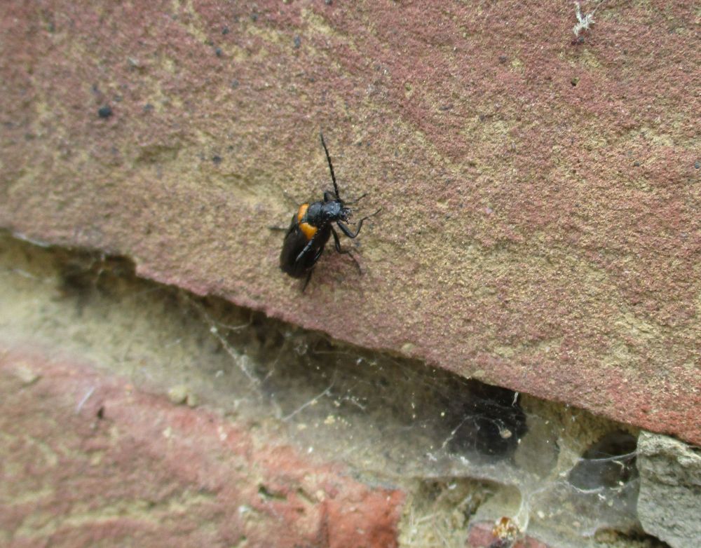 A black beetle with distinctive orange shoulders, on a brick wall that has holes in the mortar. (Sitaris muralis.)