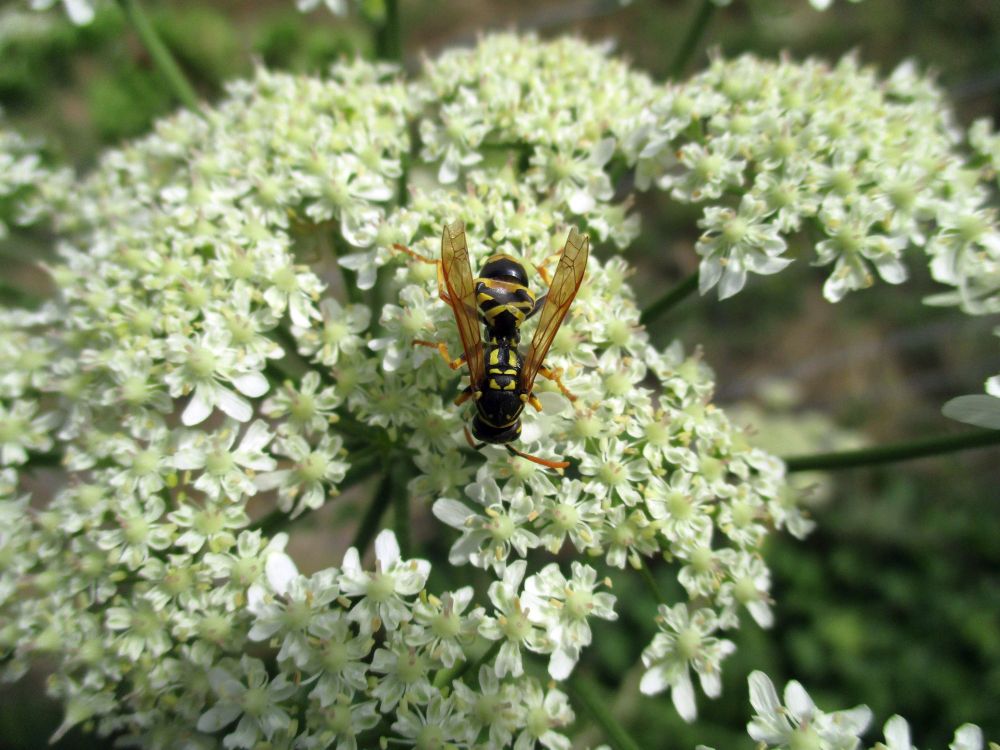 The white frothy "platform" of flowers from an Apiaceae plant, on which a medium-sized wasp is sitting. The wasp is black and yellow striped, but a bit more gracile and leggy than a "normal" Vespula. This individual has a partly-crushed abdomen.