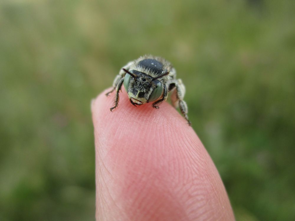 A very cute small bee with big green eyes sitting on the tip of a person's finger (Anthophora quadrimaculata)