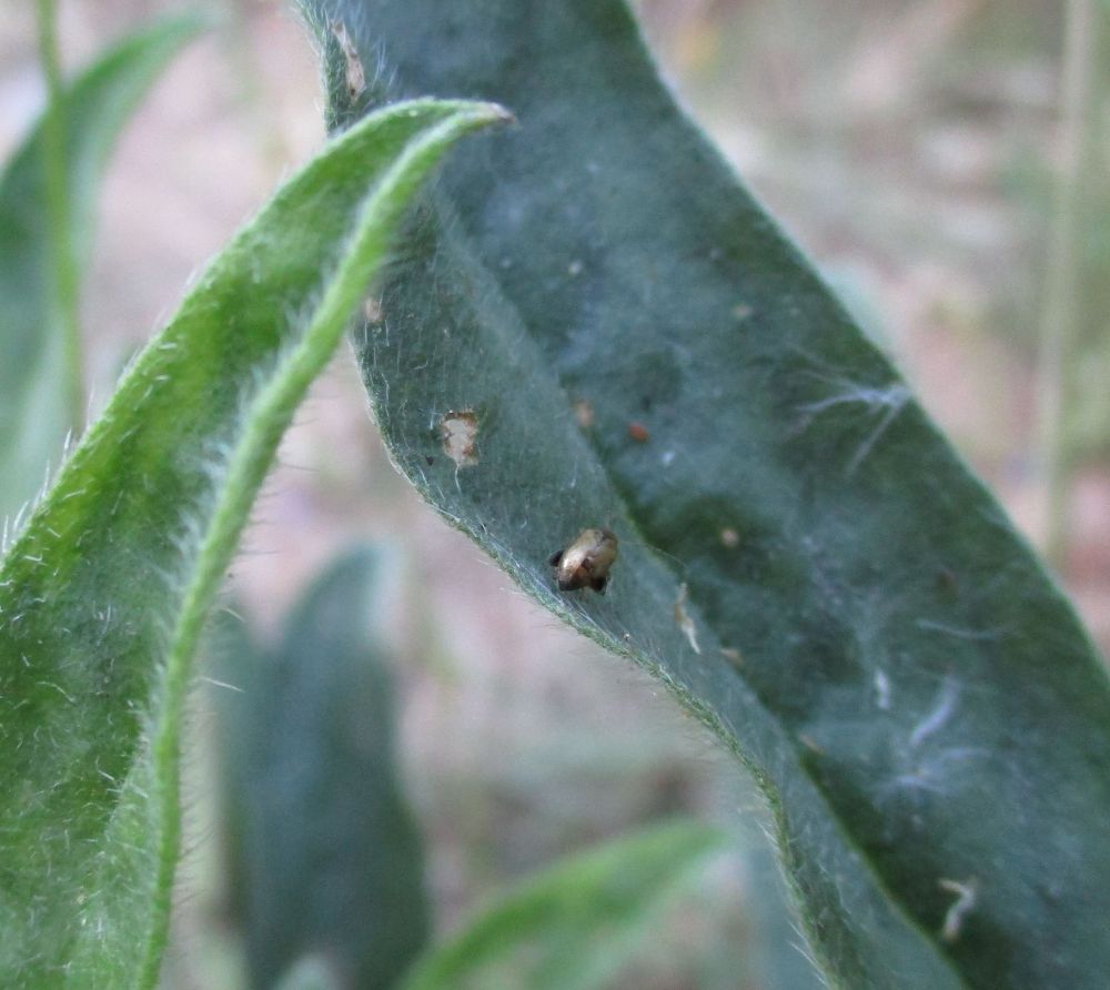A long, dark green and hairy leaf on which a small, slightly shiny, oval-shaped beetle is sitting. The beetle is kind of golden-brown colour and has large black femora (just visible). There is minor feeding damage on the leaf surface.
