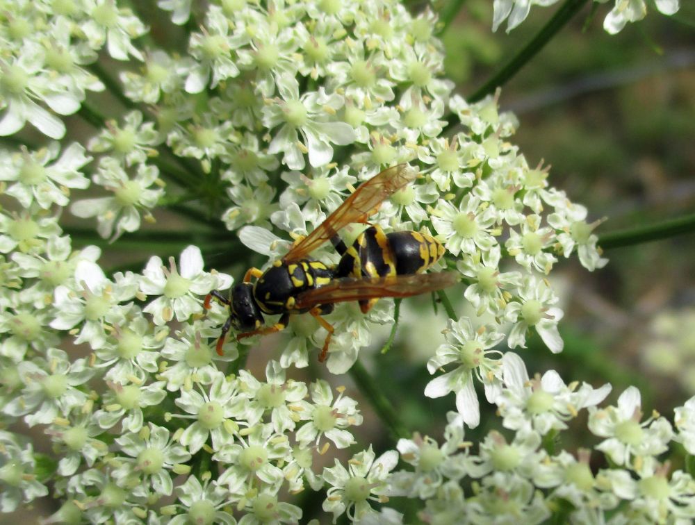 The white frothy "platform" of flowers from an Apiaceae plant, on which a medium-sized wasp is sitting. The wasp is black and yellow striped, but a bit more gracile and leggy than a "normal" Vespula. This individual has a partly-crushed abdomen, with T1 and T2 both distorted badly.