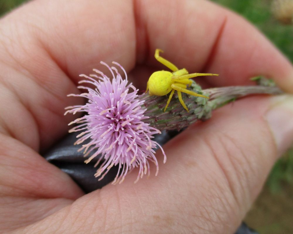 A pinkish purple thistle flower with a bright yellow crab spider sitting underneath looking quite obvious and not at all cryptic!