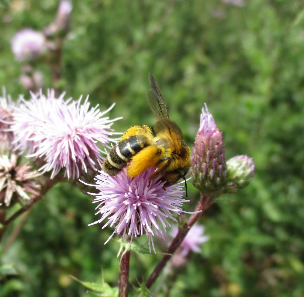 A pale purple-pink pompom of a thistle on which a large bee with absolutely splendid fluffy bright orange pantaloons perches. She is otherwise quite chunky, with a black and white striped abdomen and golden hairs on the thorax and she contrasts quite nicely against the flower.